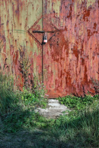 Natural Science, Flowers and grass near old stained wall Natural Science, Flowers and grass near old stained wall